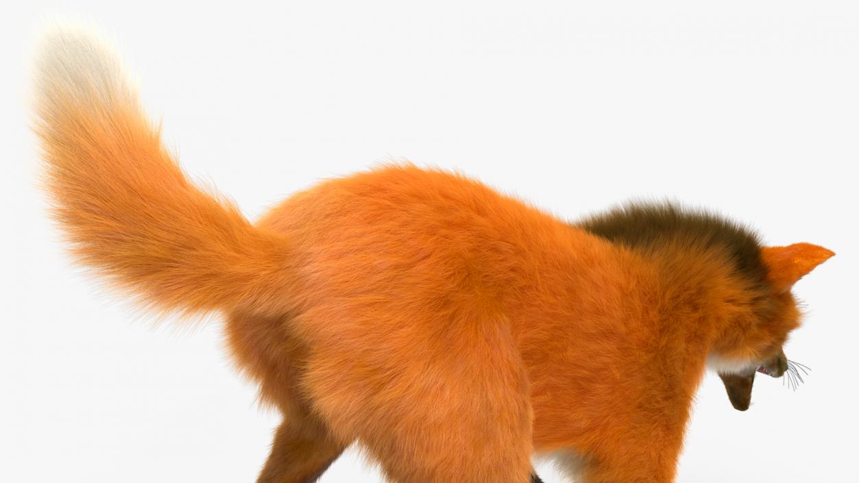 3D Maned Wolf Fur Rigged