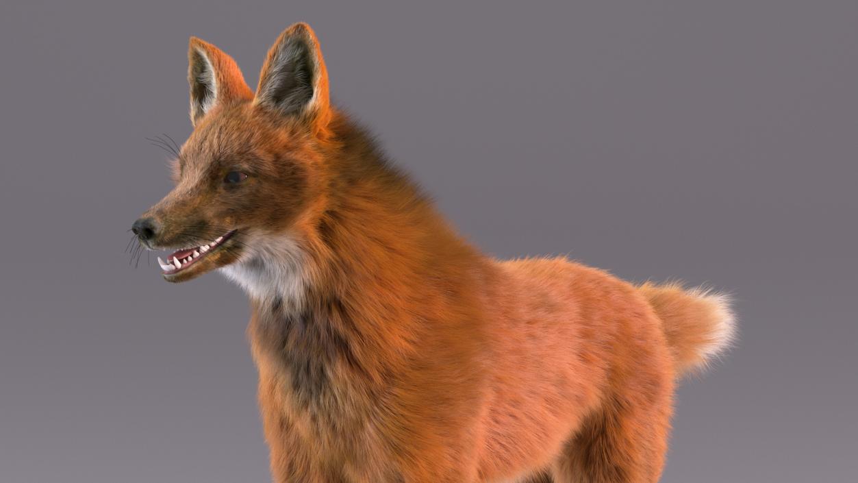 3D Maned Wolf Fur Rigged