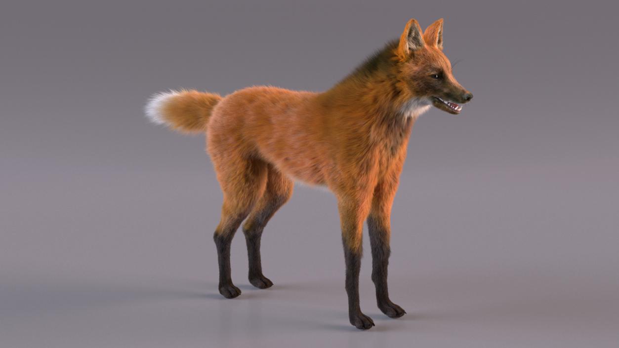 3D Maned Wolf Fur Rigged