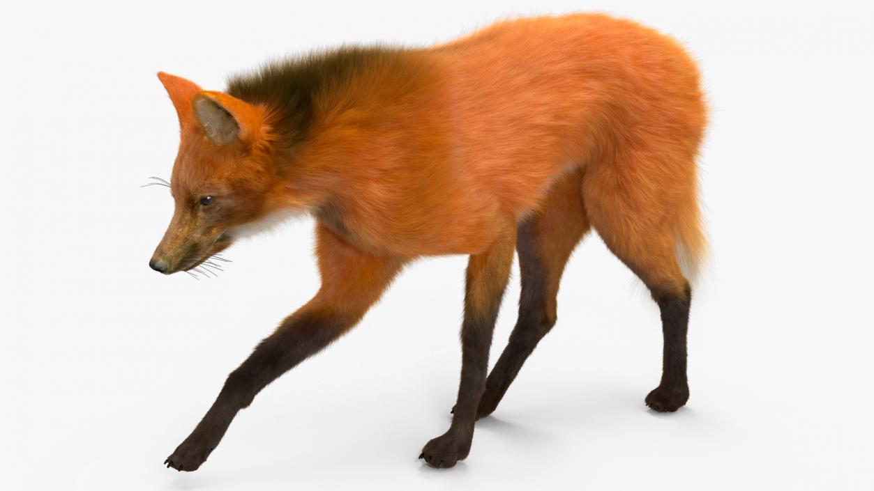 3D Maned Wolf Fur Rigged