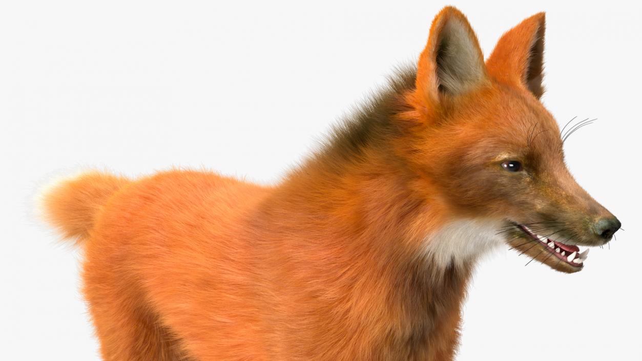 3D Maned Wolf Fur Rigged