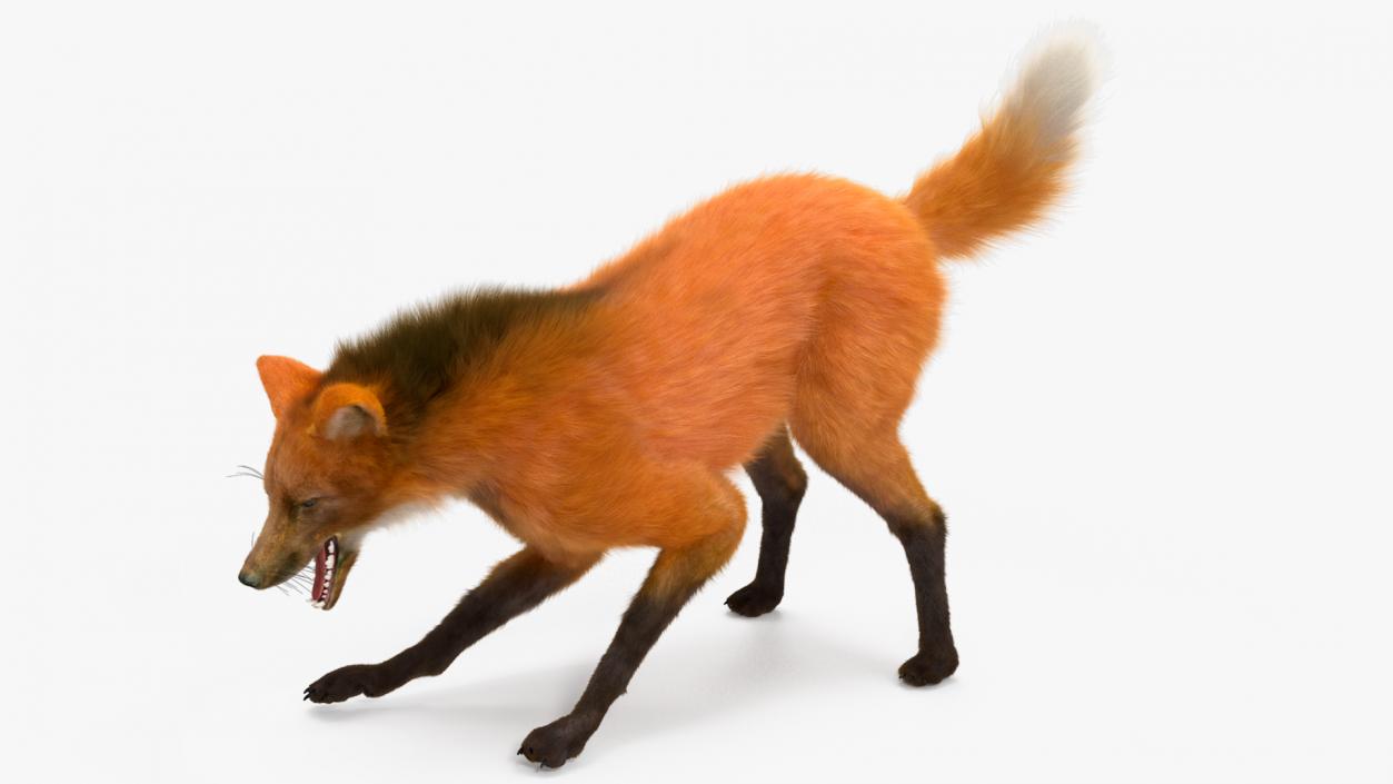 3D Maned Wolf Fur Rigged