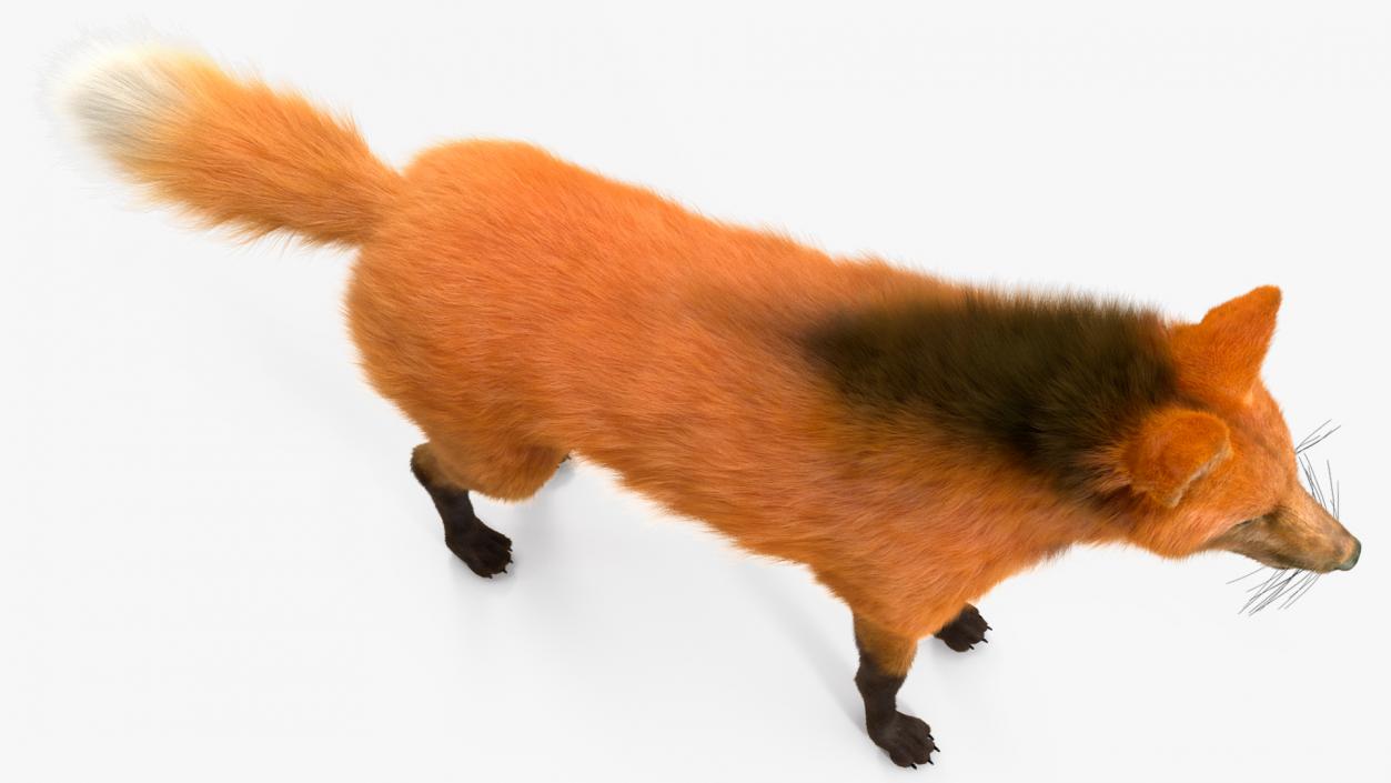 3D Maned Wolf Fur Rigged