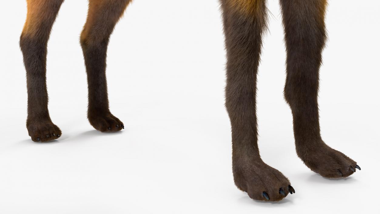 3D Maned Wolf Fur Rigged