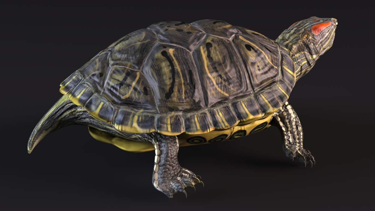 3D Red Eared Slider Rigged model