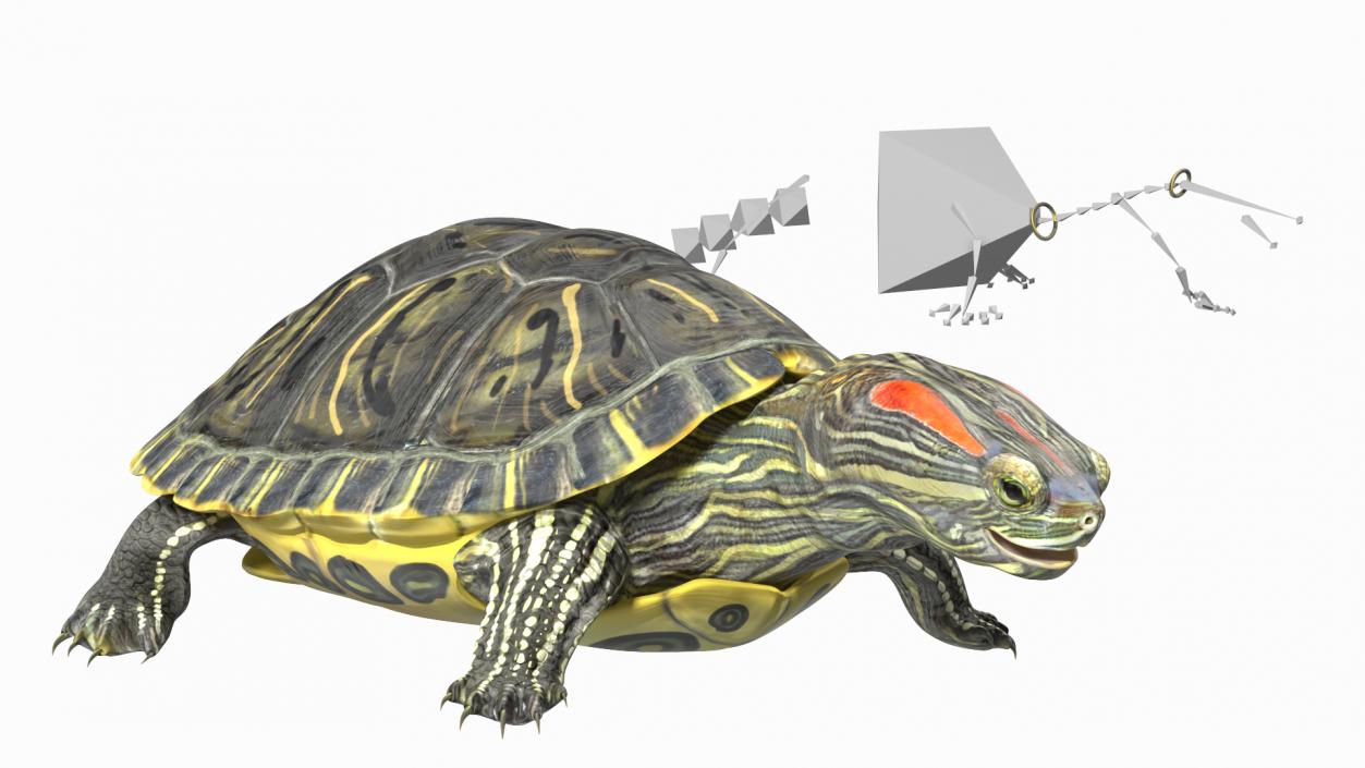 3D Red Eared Slider Rigged model