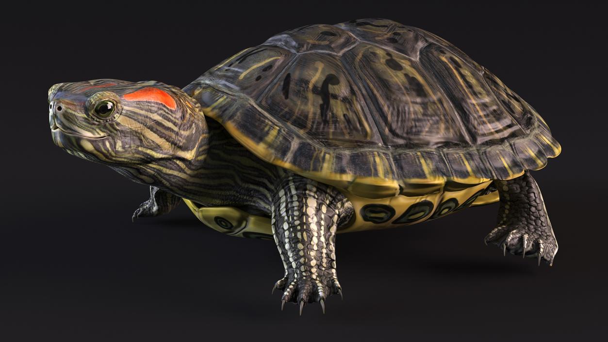 3D Red Eared Slider Rigged model