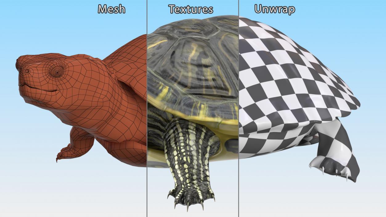 3D Red Eared Slider Rigged model