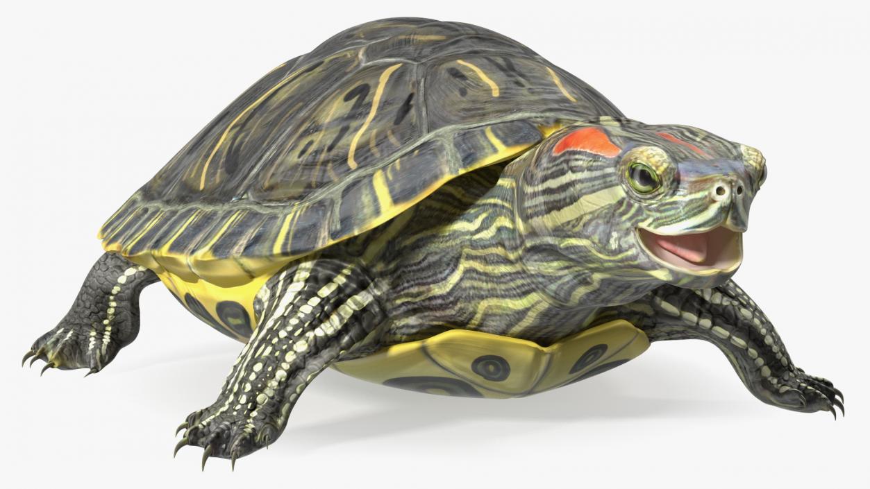 3D Red Eared Slider Rigged model