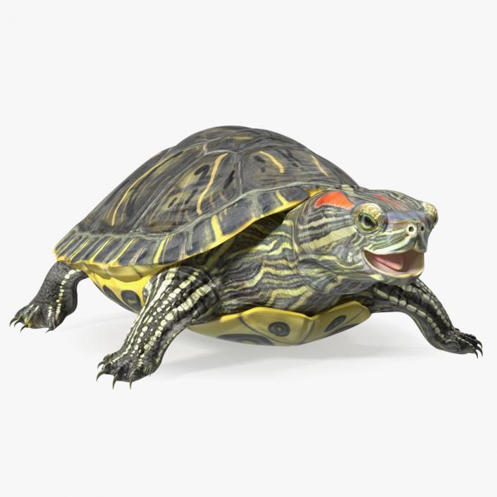 3D Red Eared Slider Rigged model