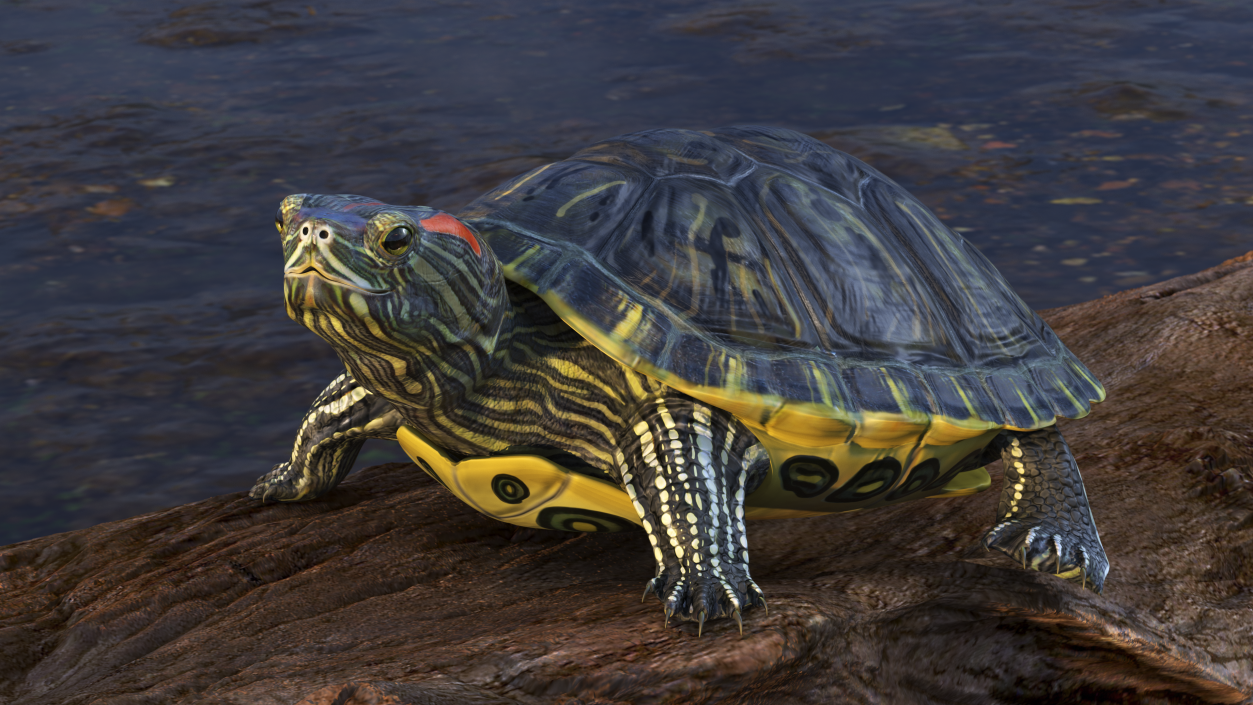 3D Red Eared Slider Rigged model