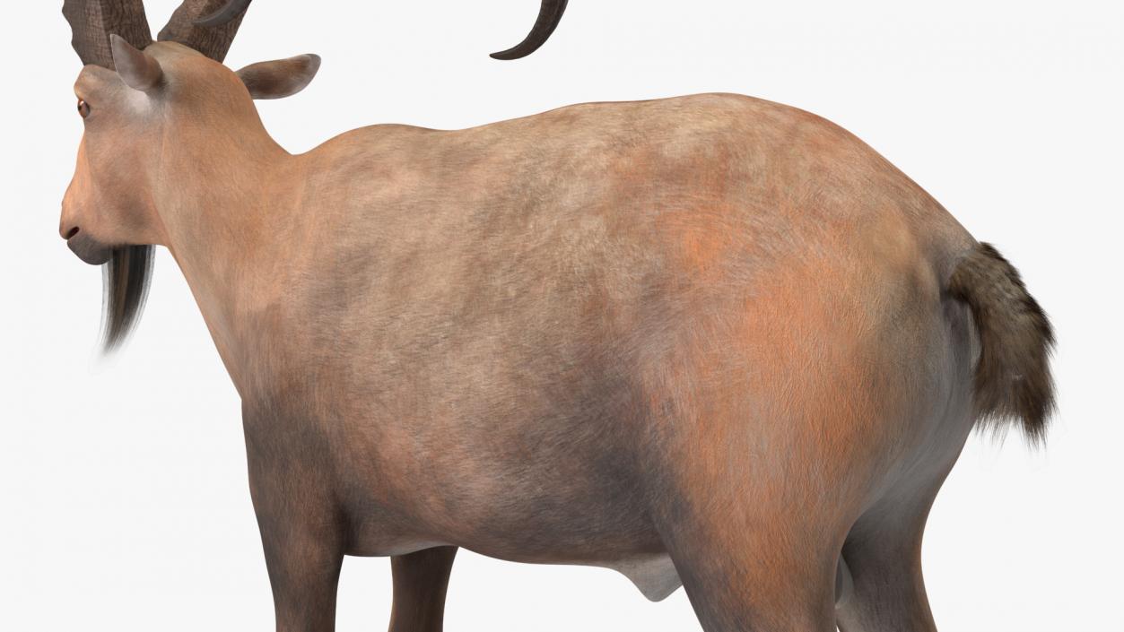 3D Alpine Ibex 2 model