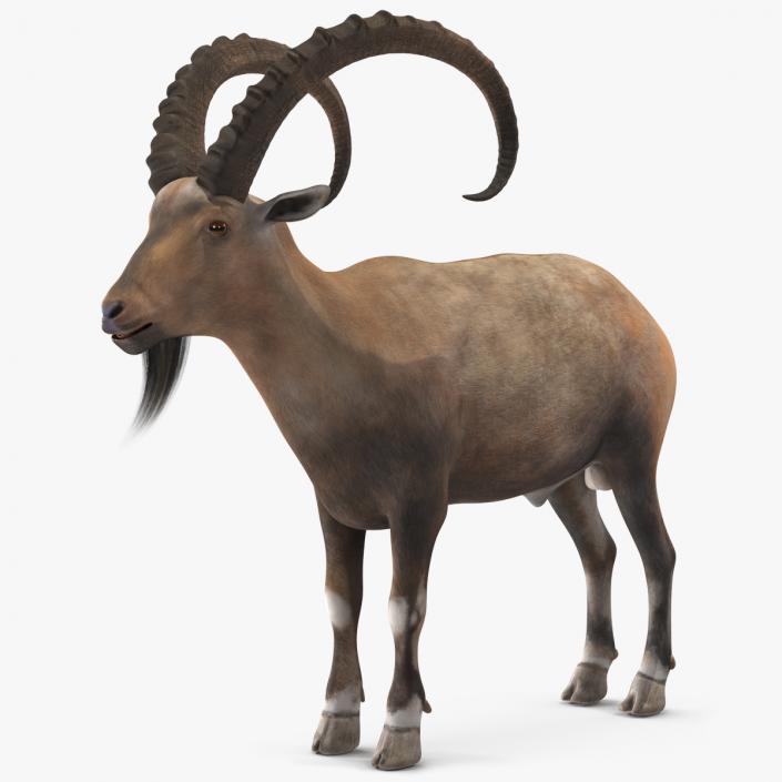 3D Alpine Ibex 2 model