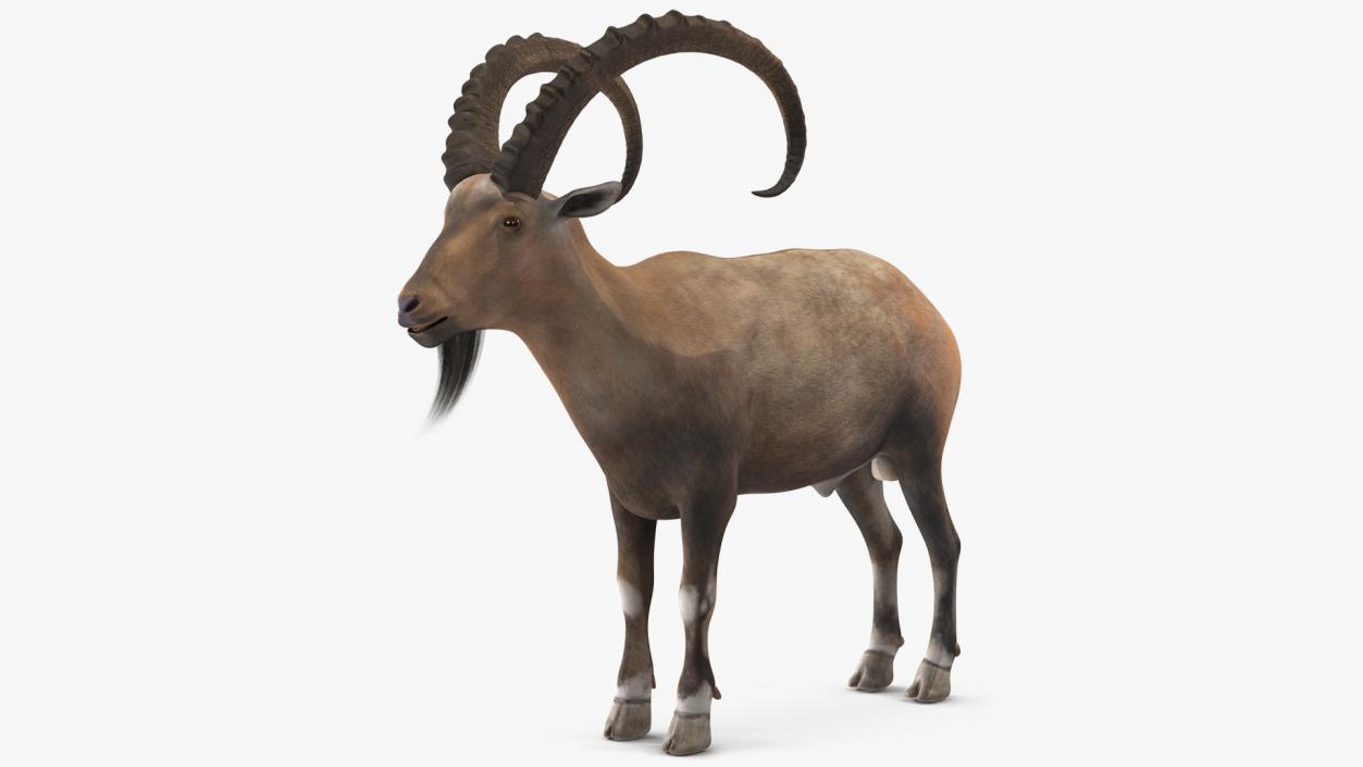 3D Alpine Ibex 2 model