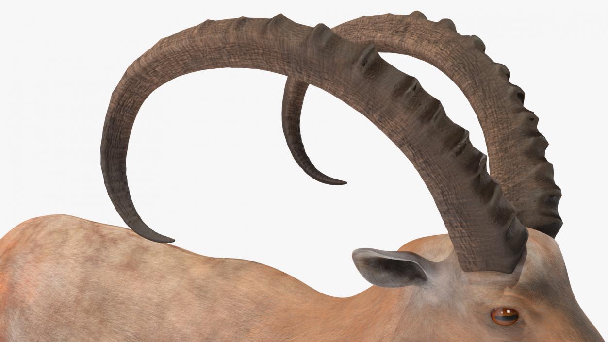 3D Alpine Ibex 2 model