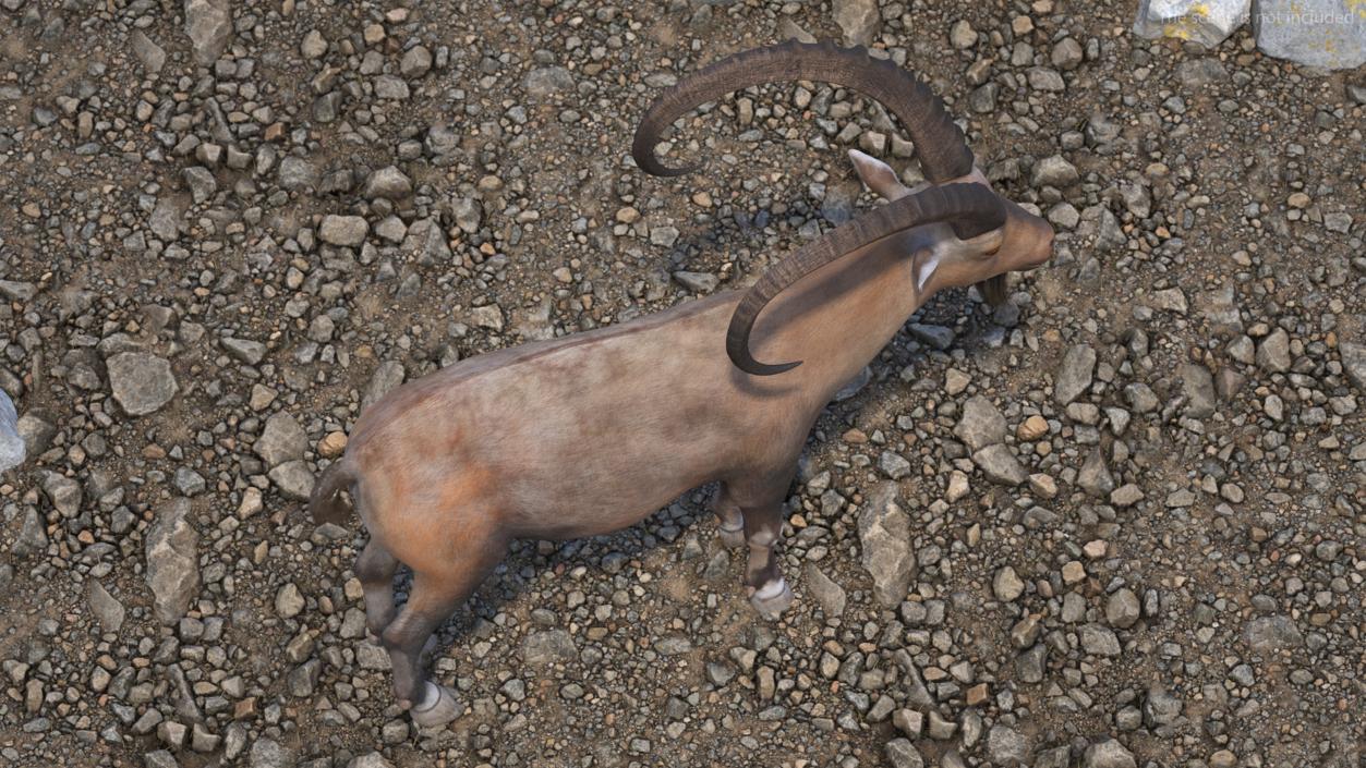 3D Alpine Ibex 2 model