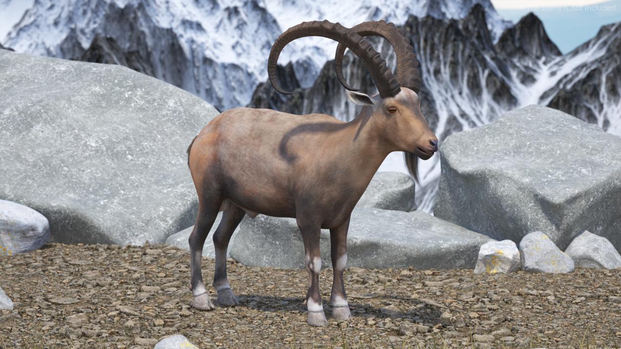 3D Alpine Ibex 2 model