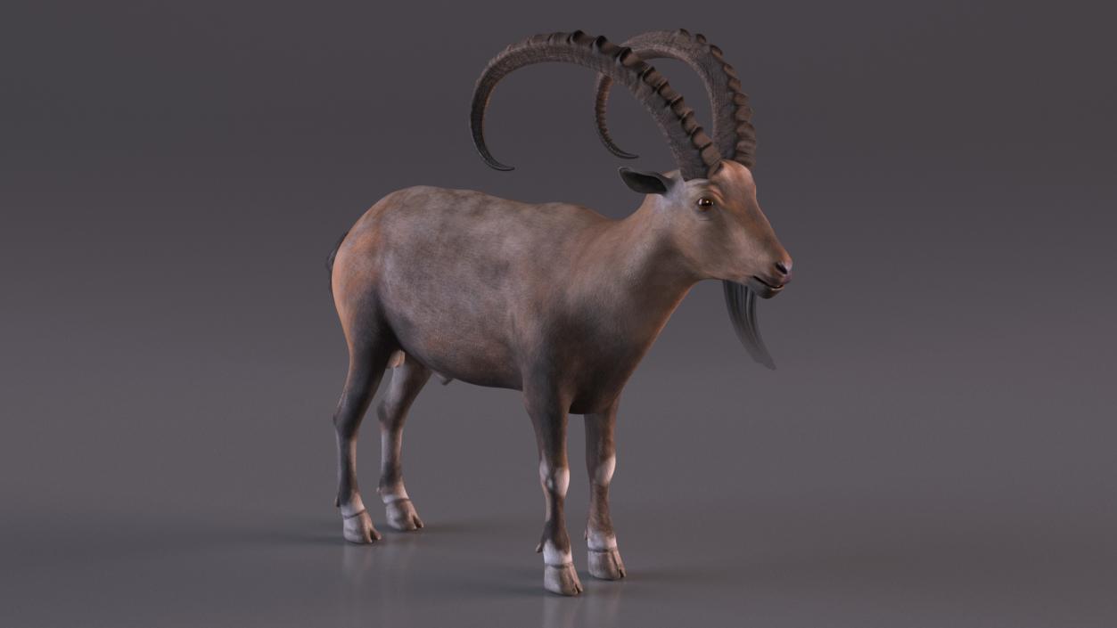 3D Alpine Ibex 2 model