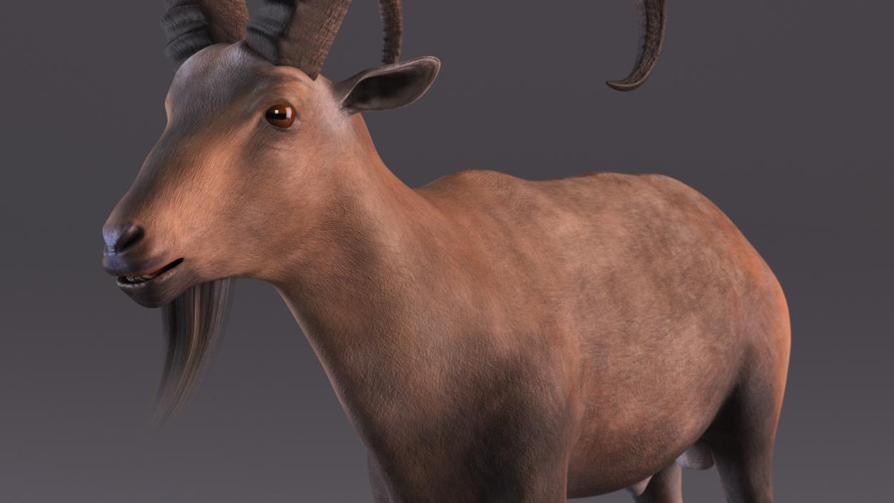 3D Alpine Ibex 2 model