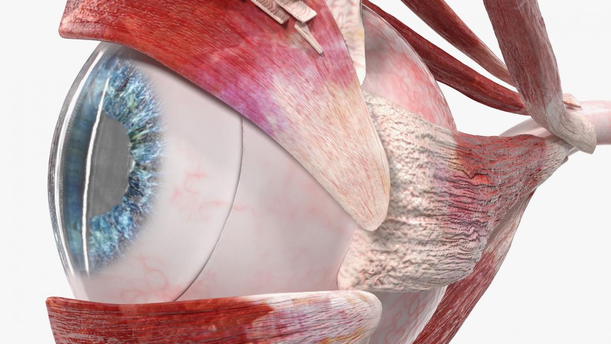 3D model Cross-Section of the Human Eye Left Part