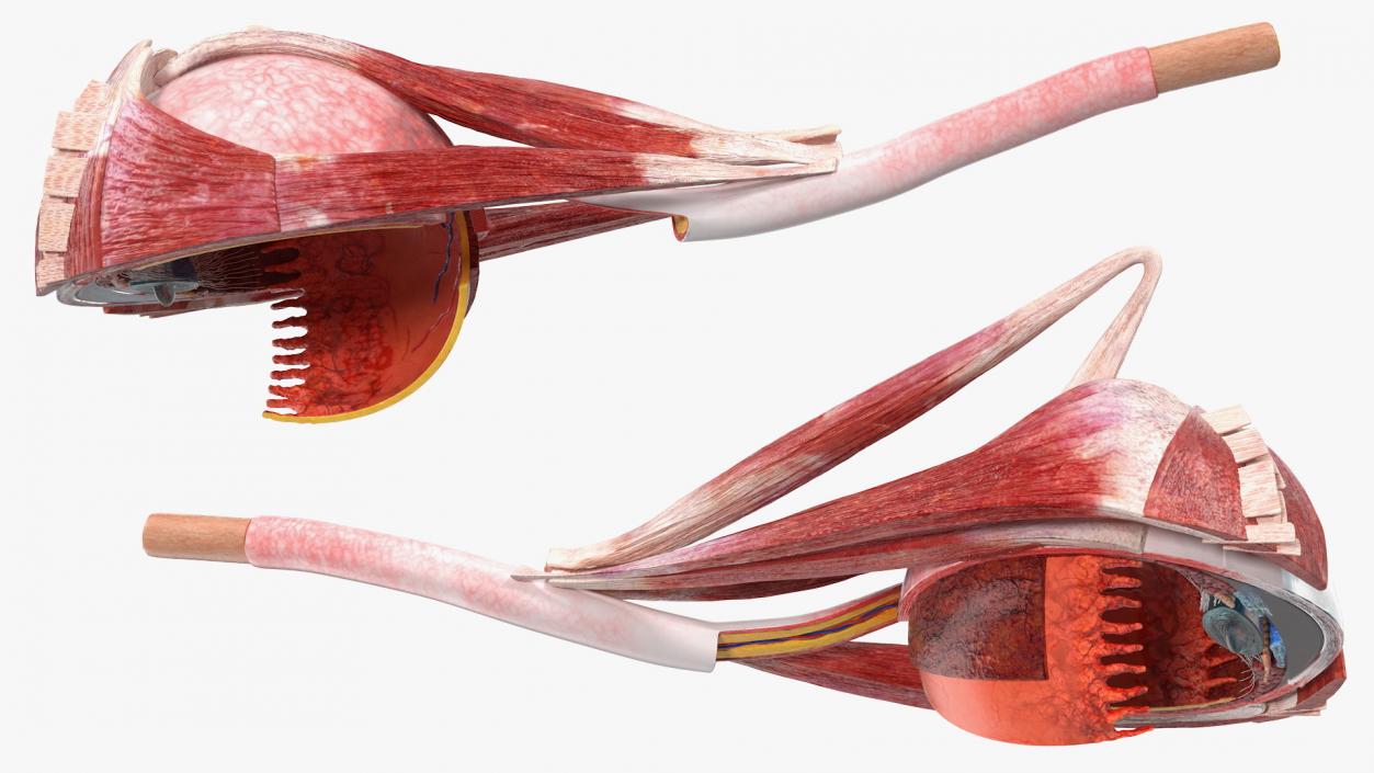 3D model Cross-Section of the Human Eye Left Part