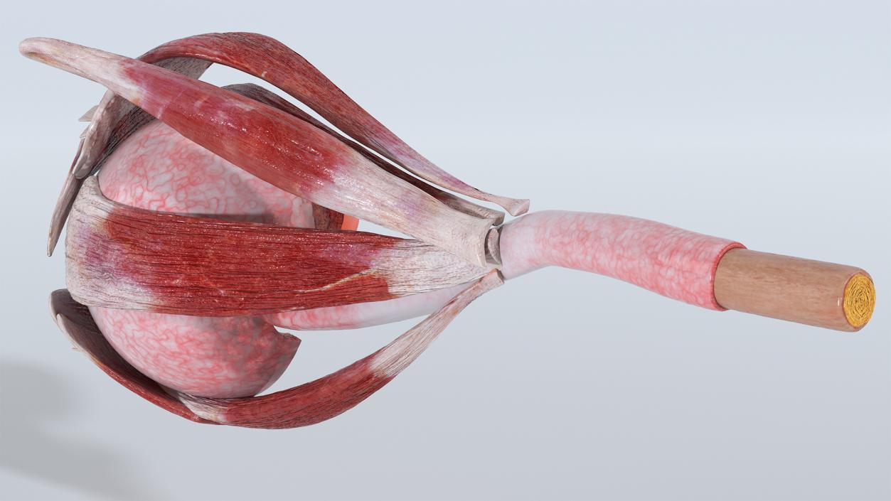 3D model Cross-Section of the Human Eye Left Part