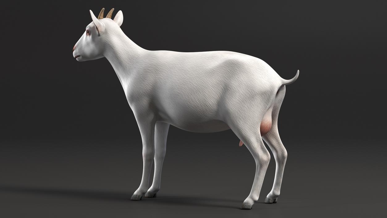 3D Goat Saanen Breed Rigged for Cinema 4D model