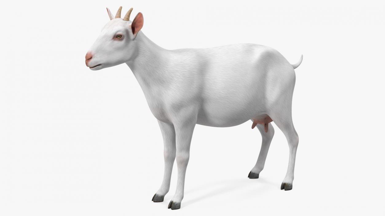 3D Goat Saanen Breed Rigged for Cinema 4D model