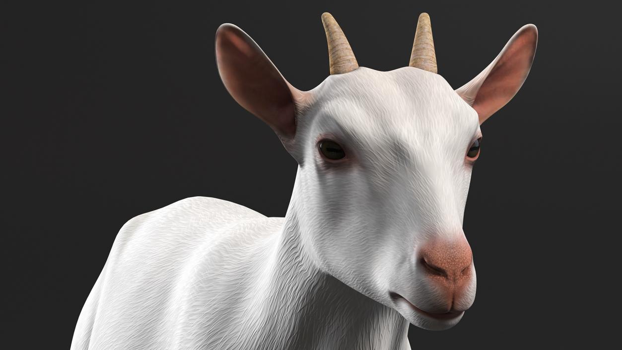 3D Goat Saanen Breed Rigged for Cinema 4D model