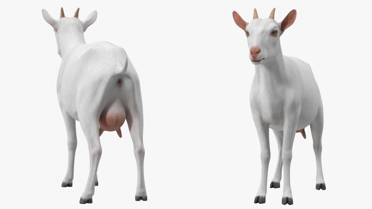 3D Goat Saanen Breed Rigged for Cinema 4D model