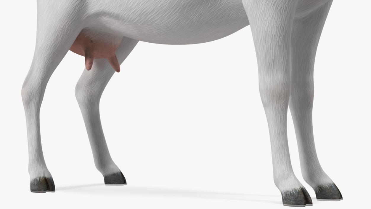 3D Goat Saanen Breed Rigged for Cinema 4D model