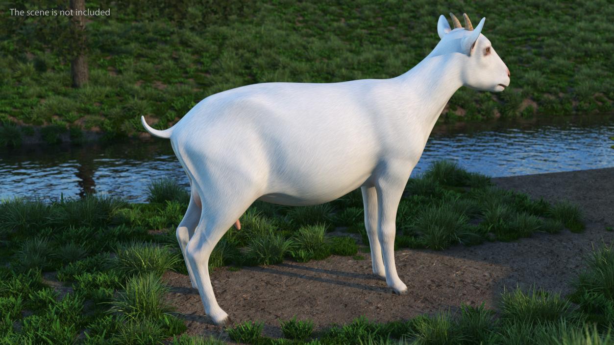 3D Goat Saanen Breed Rigged for Cinema 4D model