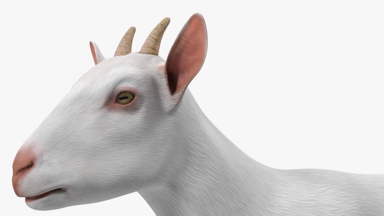 3D Goat Saanen Breed Rigged for Cinema 4D model