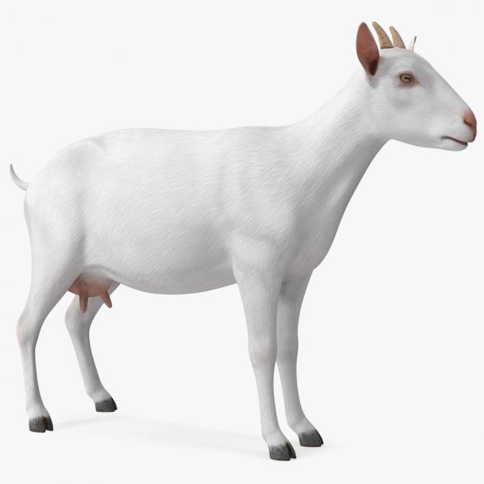 3D Goat Saanen Breed Rigged for Cinema 4D model