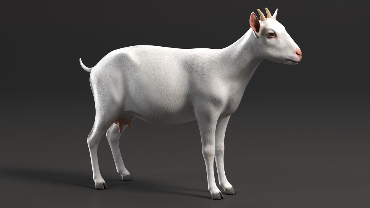 3D Goat Saanen Breed Rigged for Cinema 4D model