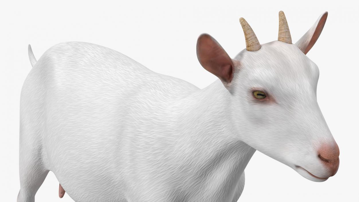 3D Goat Saanen Breed Rigged for Cinema 4D model