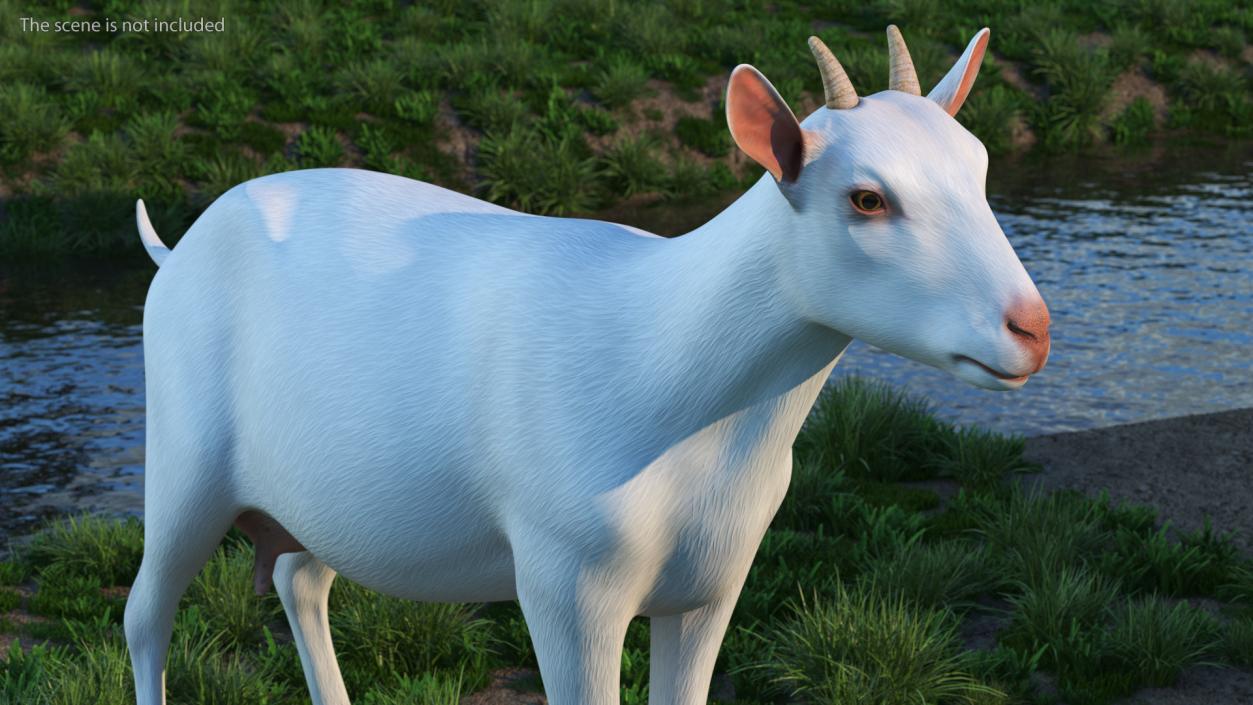 3D Goat Saanen Breed Rigged for Cinema 4D model