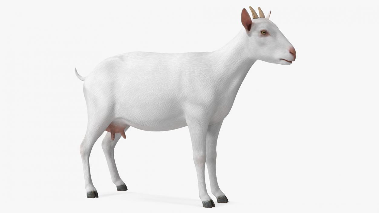 3D Goat Saanen Breed Rigged for Cinema 4D model