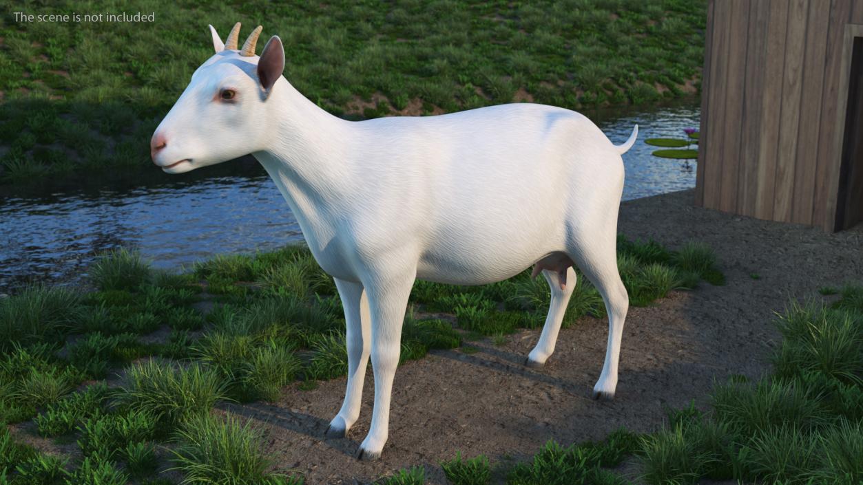 3D Goat Saanen Breed Rigged for Cinema 4D model