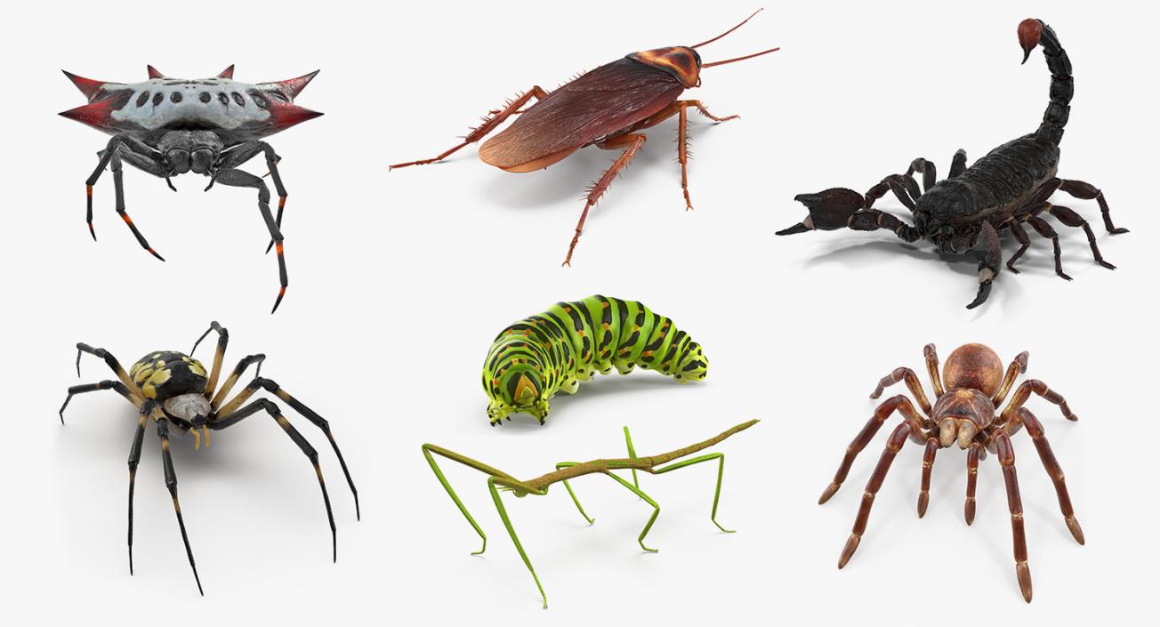 Creeping Insects Collection 3D