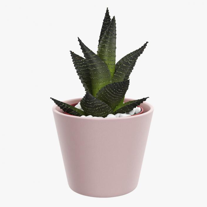 3D model Home Plant in Ceramic Pot