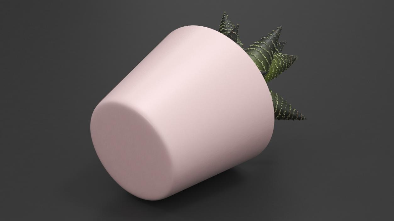 3D model Home Plant in Ceramic Pot