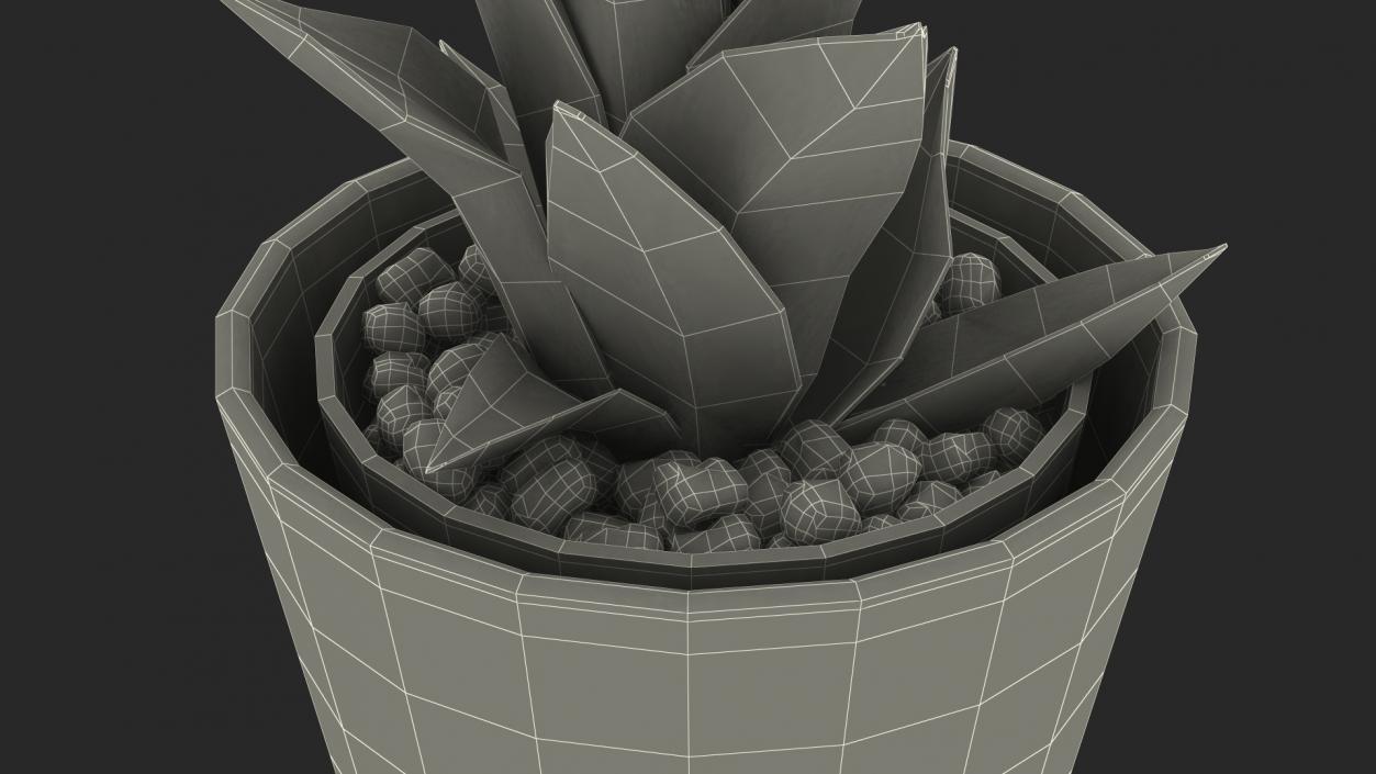 3D model Home Plant in Ceramic Pot