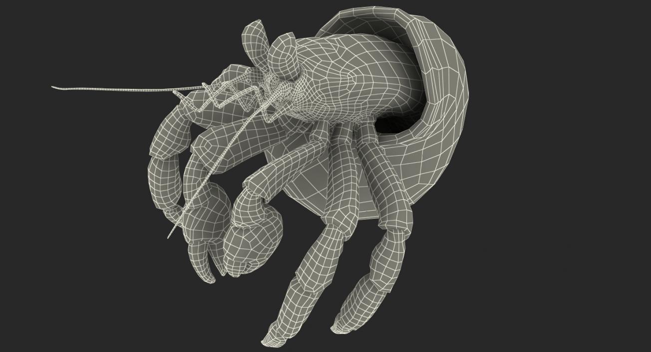 Hermit Crab Standing Pose with Fur 3D model