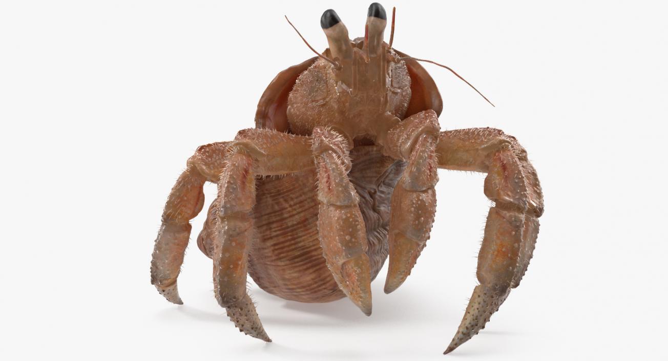 Hermit Crab Standing Pose with Fur 3D model