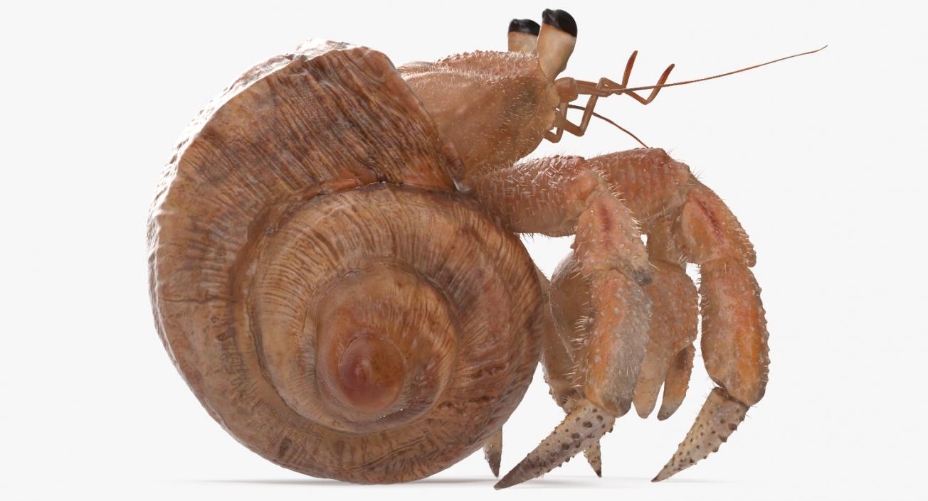 Hermit Crab Standing Pose with Fur 3D model