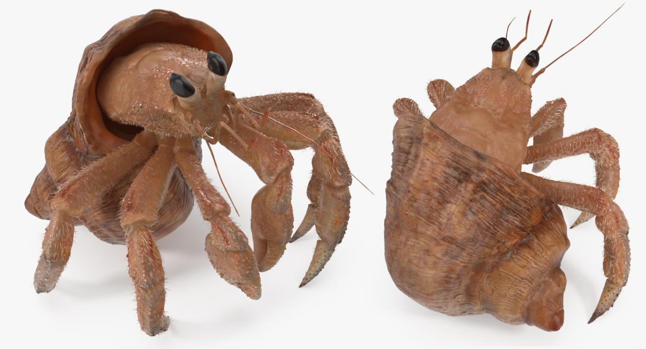 Hermit Crab Standing Pose with Fur 3D model