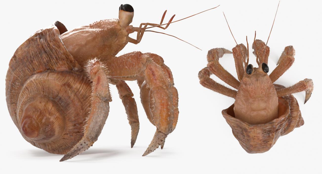 Hermit Crab Standing Pose with Fur 3D model