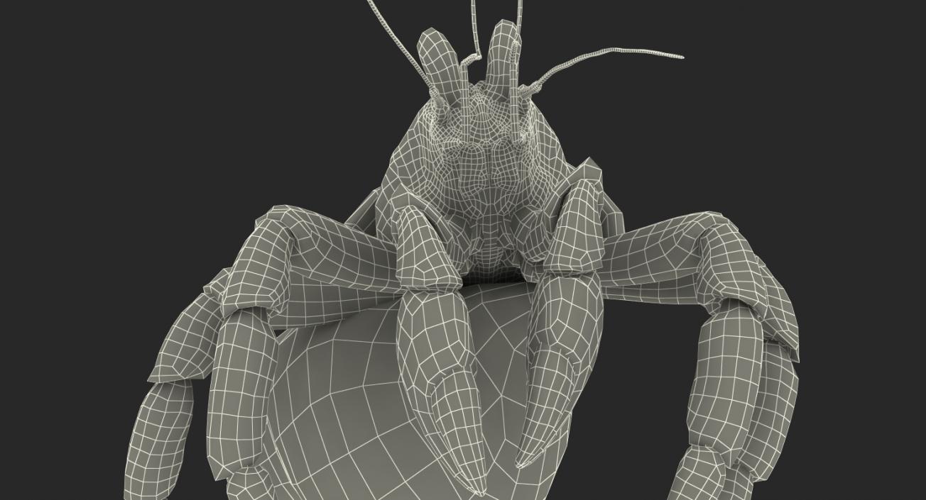 Hermit Crab Standing Pose with Fur 3D model