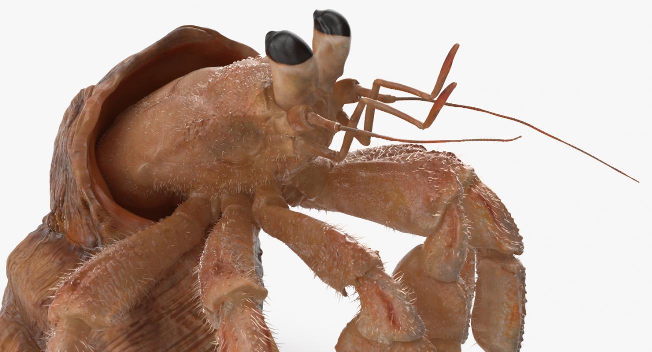 Hermit Crab Standing Pose with Fur 3D model